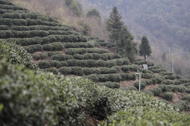 金沙娱城乐app下载贵州金沙：30万亩茶园吐新绿